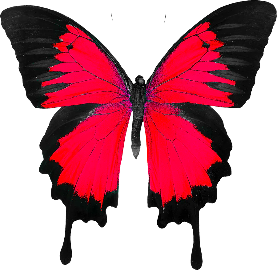Borboleta recortada